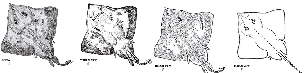 Amblyraja hyperborea_02.jpg